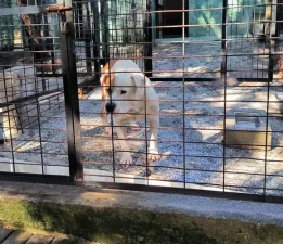 Bursa’da ata saldıran köpek yakalandı