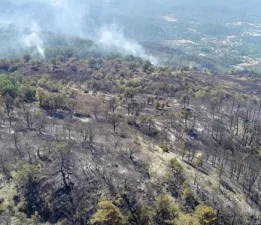 Orman yangınlarından etkilenen 441 kişiye psikososyal destek