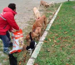 Orhangazi Belediyesi’nden sokak hayvanlarına kış desteği