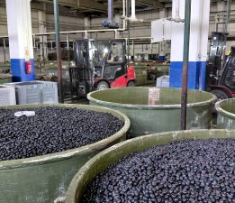 İYİ Parti İznik Teşkilatı’ndan Marmarabirlik’e Ziyaret: “Zeytinde Güçlü İznik Vurgusu”