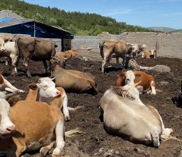 Anahtar Parti, Bursa’daki şap hastalığına dikkat çekti