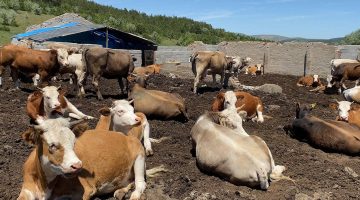 Anahtar Parti, Bursa’daki şap hastalığına dikkat çekti