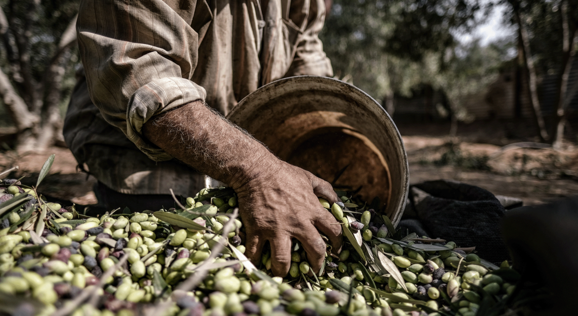 Marmarabirlik Önünde Zeytin Fiyatlarına Sert Tepki: “Çiftçiye Zulmetmeyin!”