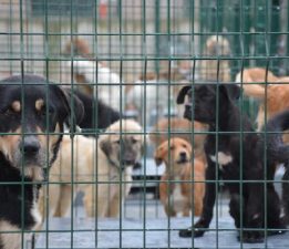 Bursa Büyükşehir Barınağında Pozitif Akım Sistemi Tartışması: Hayvanseverlerden Tepki