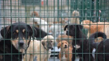 Bursa Büyükşehir Barınağında Pozitif Akım Sistemi Tartışması: Hayvanseverlerden Tepki