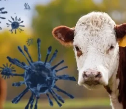 Hayvan Sağlığı Krizi Derinleşiyor: Türkiye Şeffaf Açıklama Bekliyor