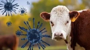 Hayvan Sağlığı Krizi Derinleşiyor: Türkiye Şeffaf Açıklama Bekliyor