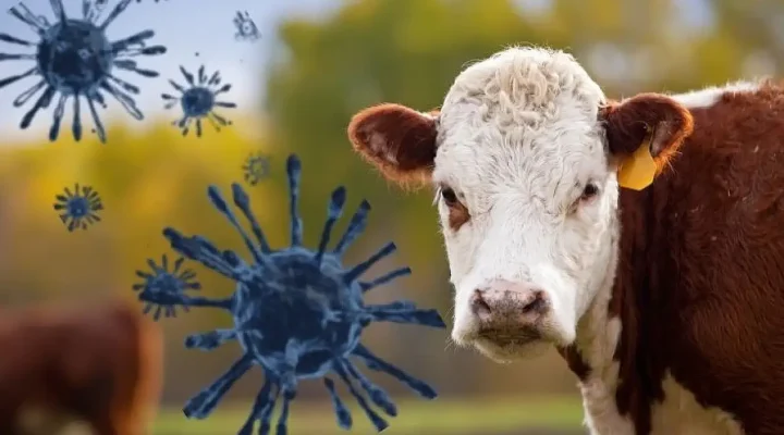 Hayvan Sağlığı Krizi Derinleşiyor: Türkiye Şeffaf Açıklama Bekliyor