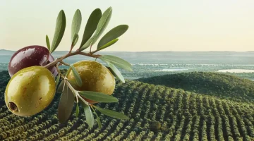 Bir Yaşamın ve Geleceğin Teminatı