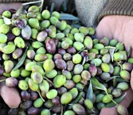 Marmarabirlik’e Sert Promosyon Çağrısı: “700 Milyon Lira Ne Oldu?”