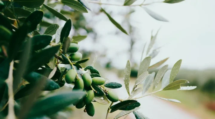 Dünya Zeytin Ağacı Günü”nde Acı Gerçek